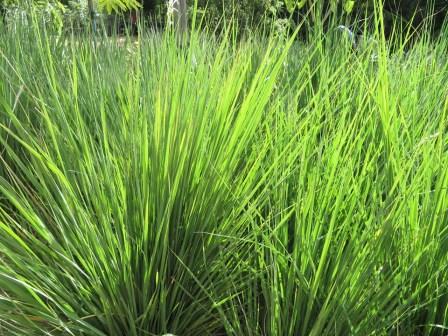 African Sweetgrass